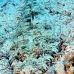 crocodilefish_abu_k_v_0020_egy0983.jpg